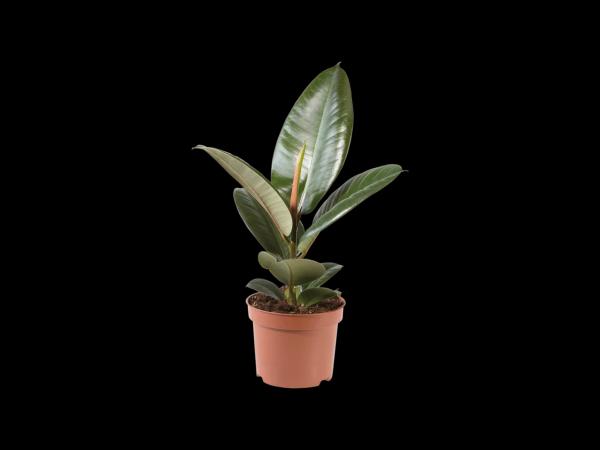 Green Plants