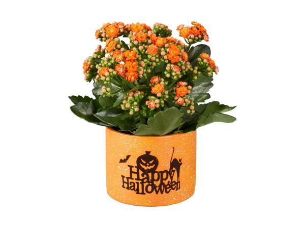 Happy Halloween Plant