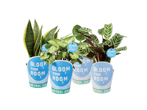 Gröna växter, Bloom your room