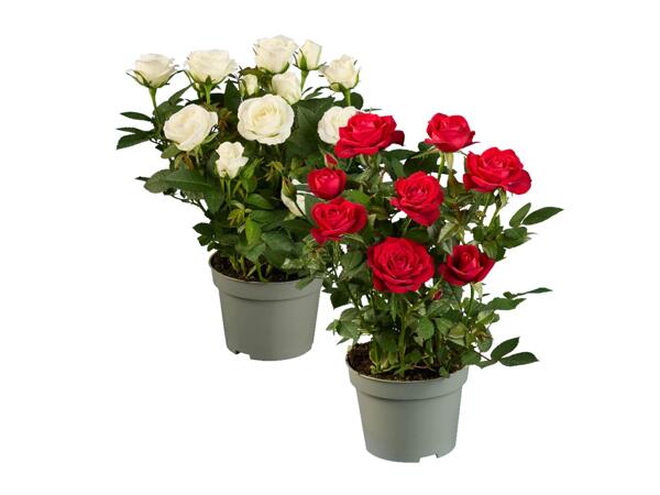 Roses