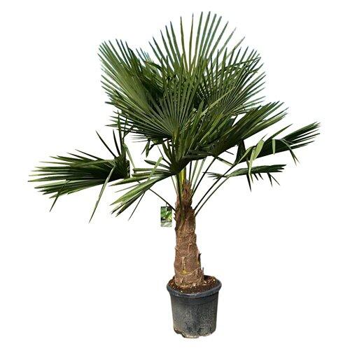 Fächerpalme