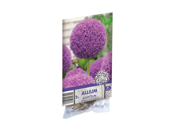 Allium Bulbs