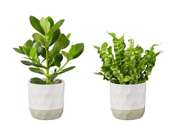 Grøn plante i keramik