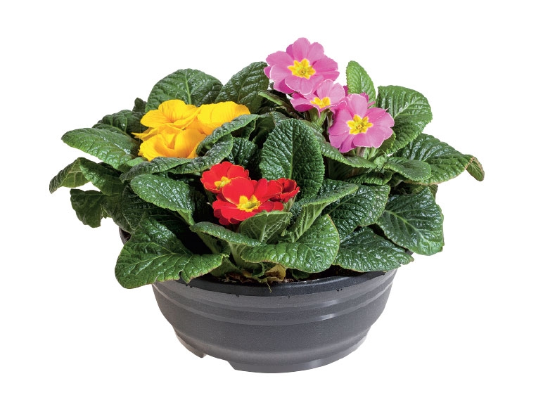 Primrose Trio