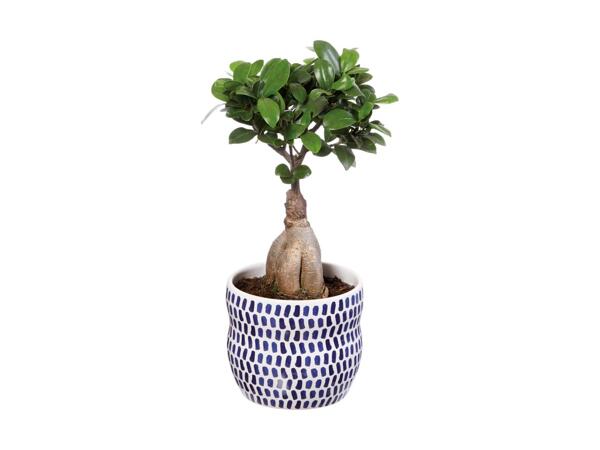 Indoor Plant in Blue Ceramic Pot