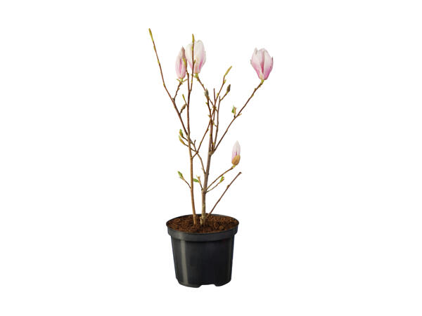 Magnolia