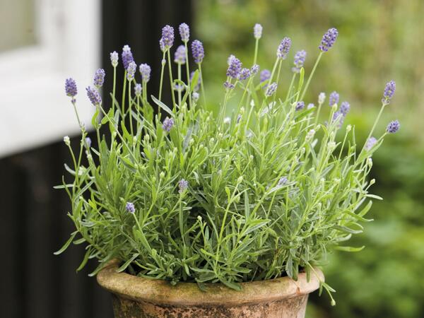 Lavendel i 6‘er bakke