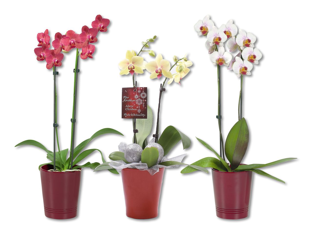 Phalaenopsis de Noël