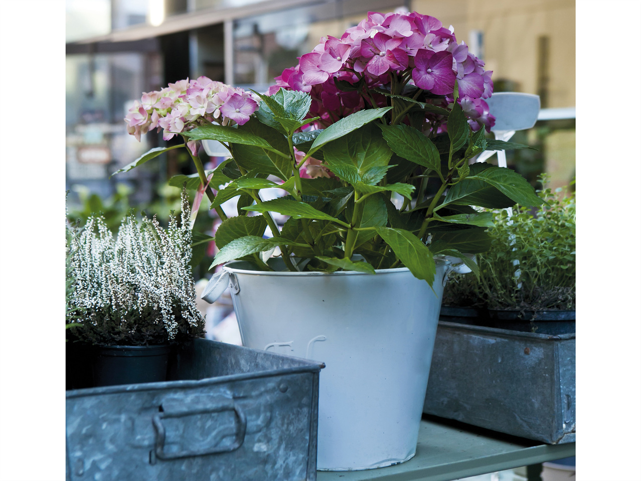 Gartenhortensie