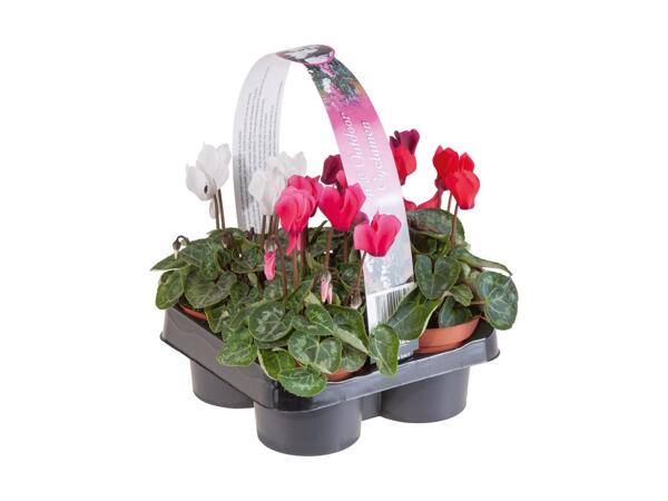 Cyclamen