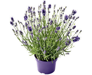 LAVANDA