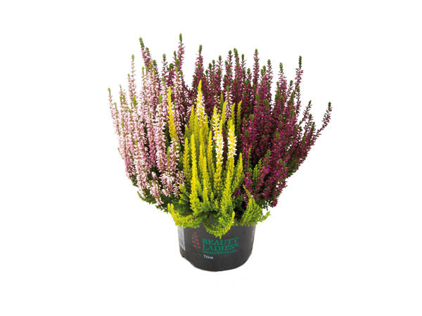 Calluna Vulgaris 3 colours