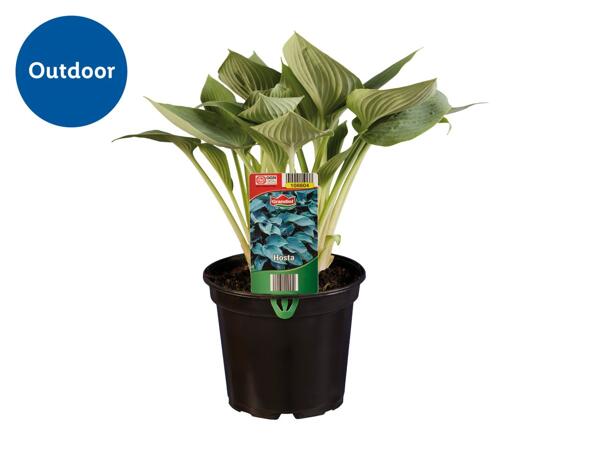 Hosta