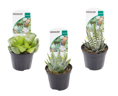 Succulents 65mm