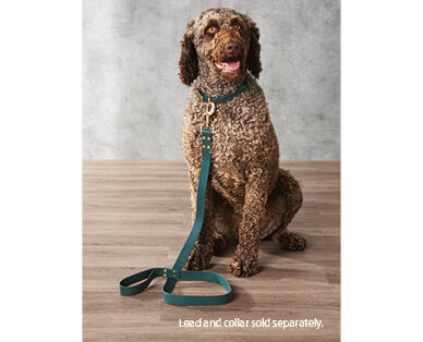 Dog Lead and Collar Assortment