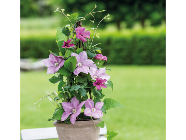 Clematis
