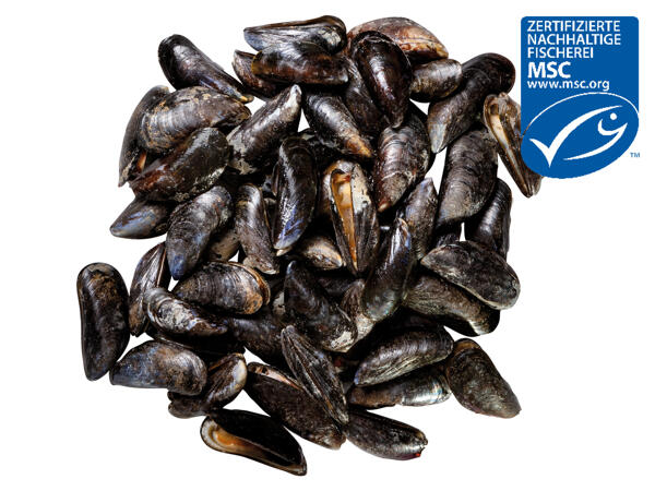 Frische MSC-Miesmuscheln