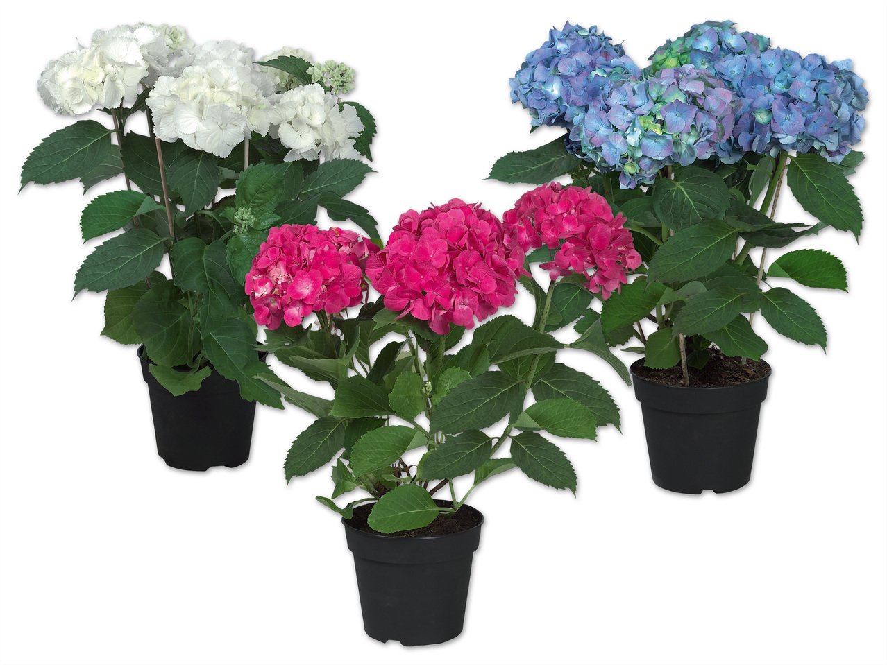 Ballhortensie