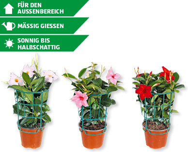 Dipladenia Sundaville