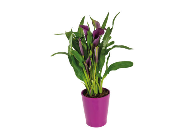 Calla in Keramiktopf
