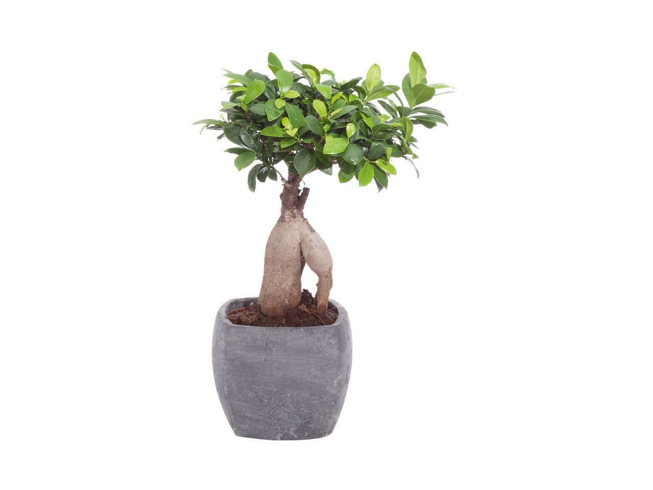 Ficus Ginseng