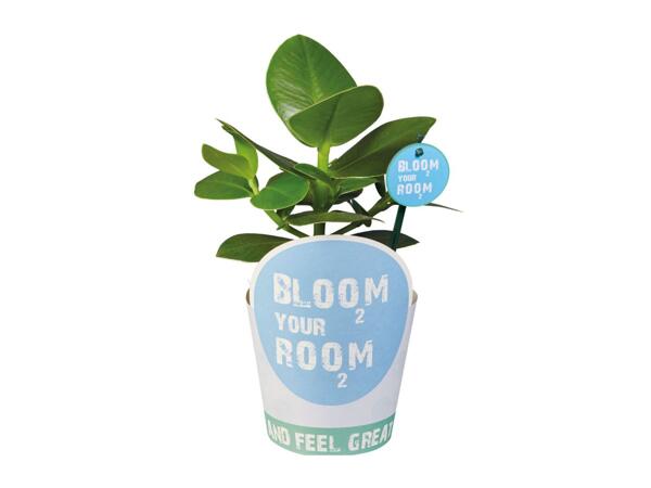 Indoor Plants