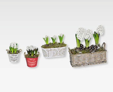 Arrangements de jacinthes