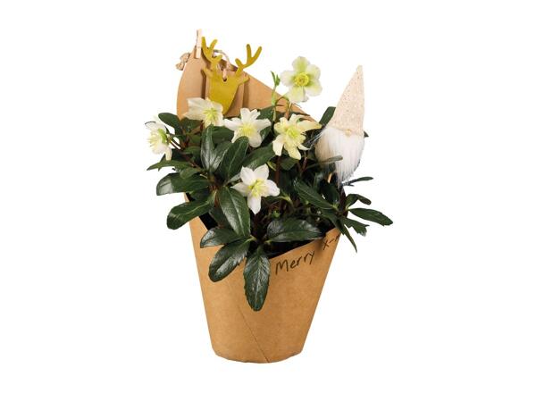 Christmas rose with gnome