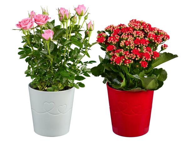 Topfrose oder Kalanchoe in Keramik