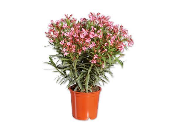 Oleander XL
