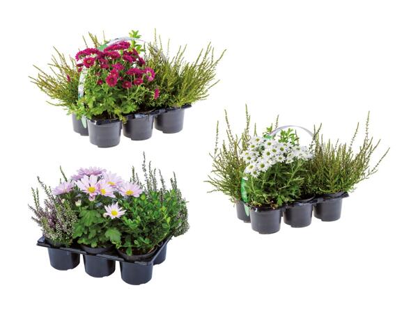 Plantes d'extérieur div.