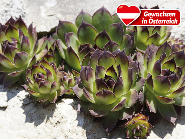 Sempervivum (Hauswurz)