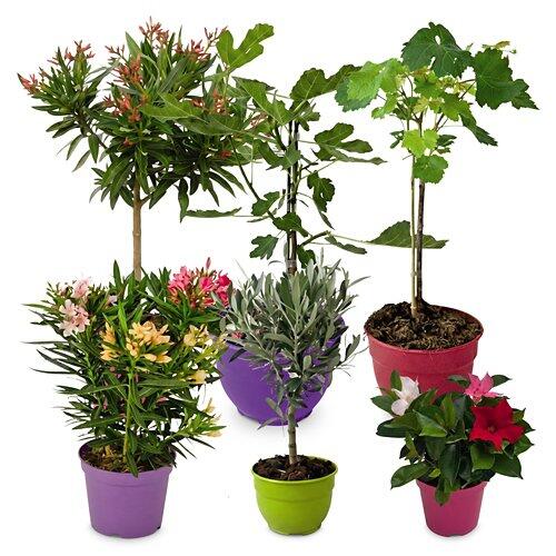 Dipladenia Busch Trio*