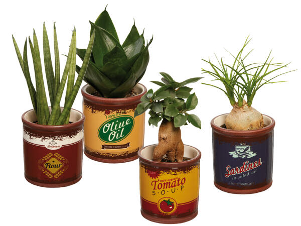 Green plants "Easy Care"