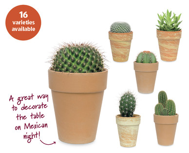 Cacti and Succulents