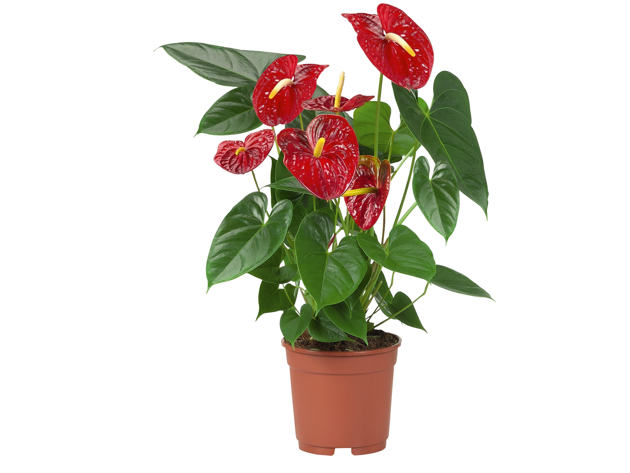 Blomstermix i folie