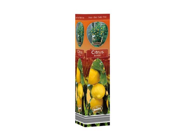 Mediterranean Plants