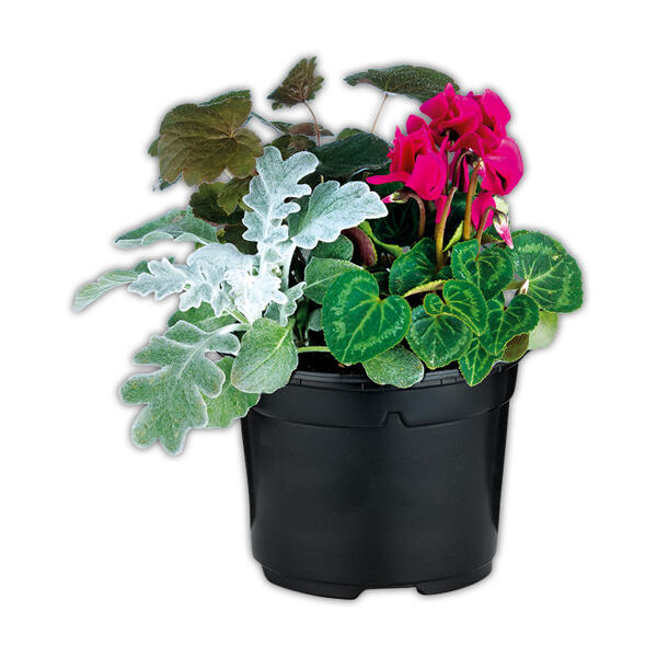 Herbstmix Trio