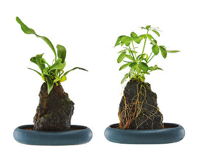 Indoor Desk Plant