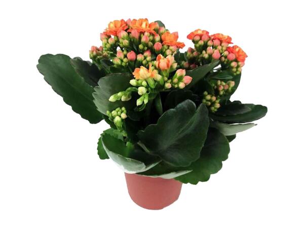 Kalanchoe