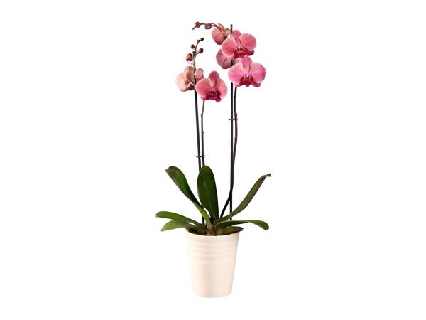 Orchids In Ceramics