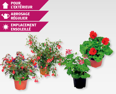 Plantes de balcon Saisonflor