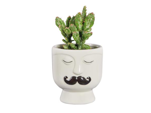 Vetplantje in pot