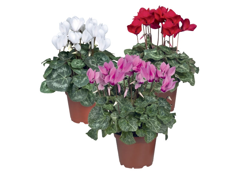 British Cyclamen - Available from 20th November