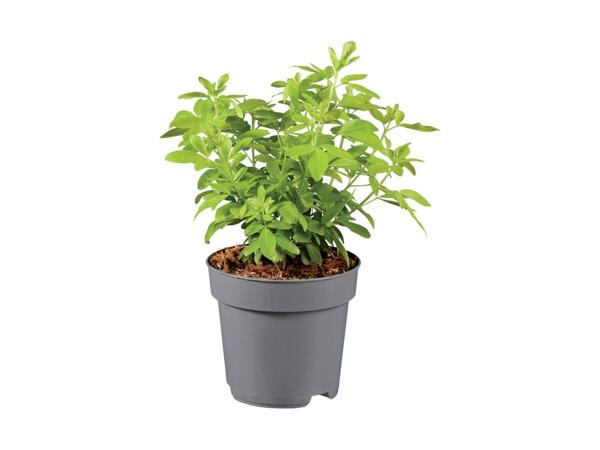 Shrub/​Hedging Mix