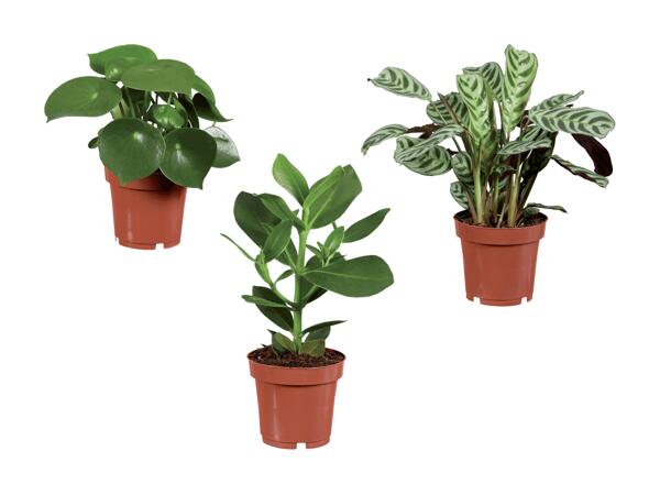 Plante verte Intenz