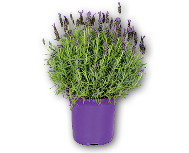 Lavanda italiana