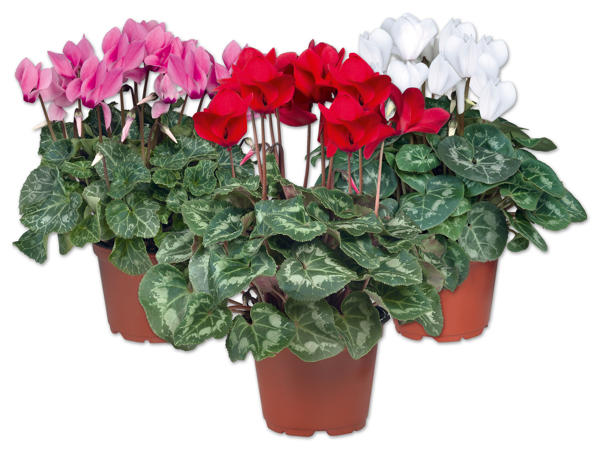 Alpenveilchen (Cyclamen)