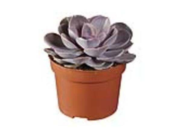 Assorted Succulents