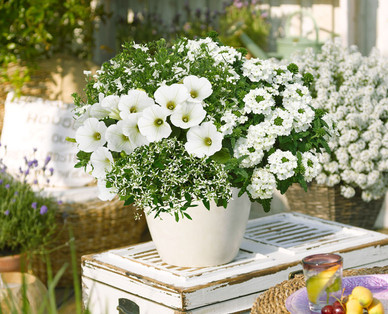 Balkonblumen Ton in Ton